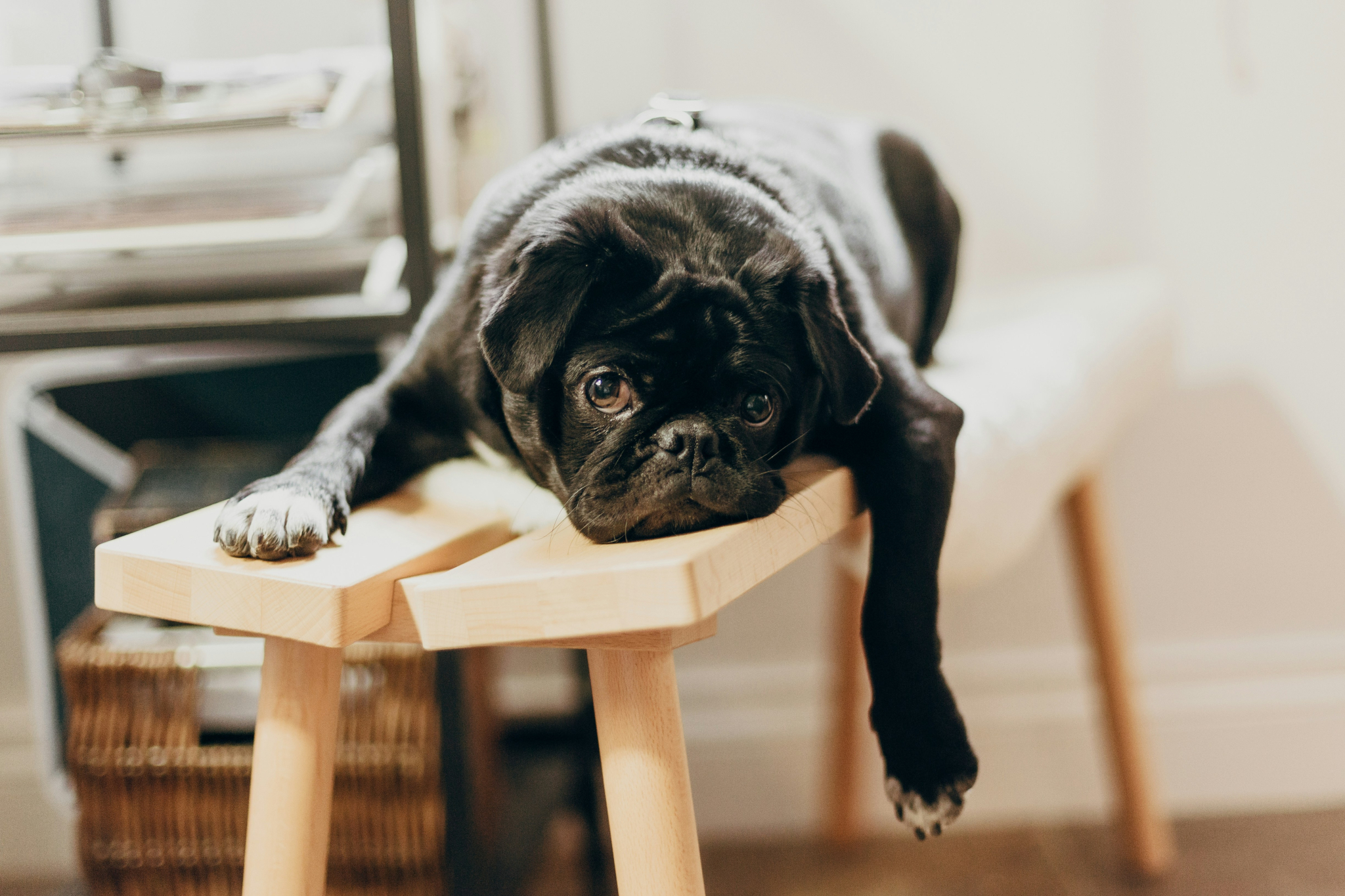 Dog looking bored
